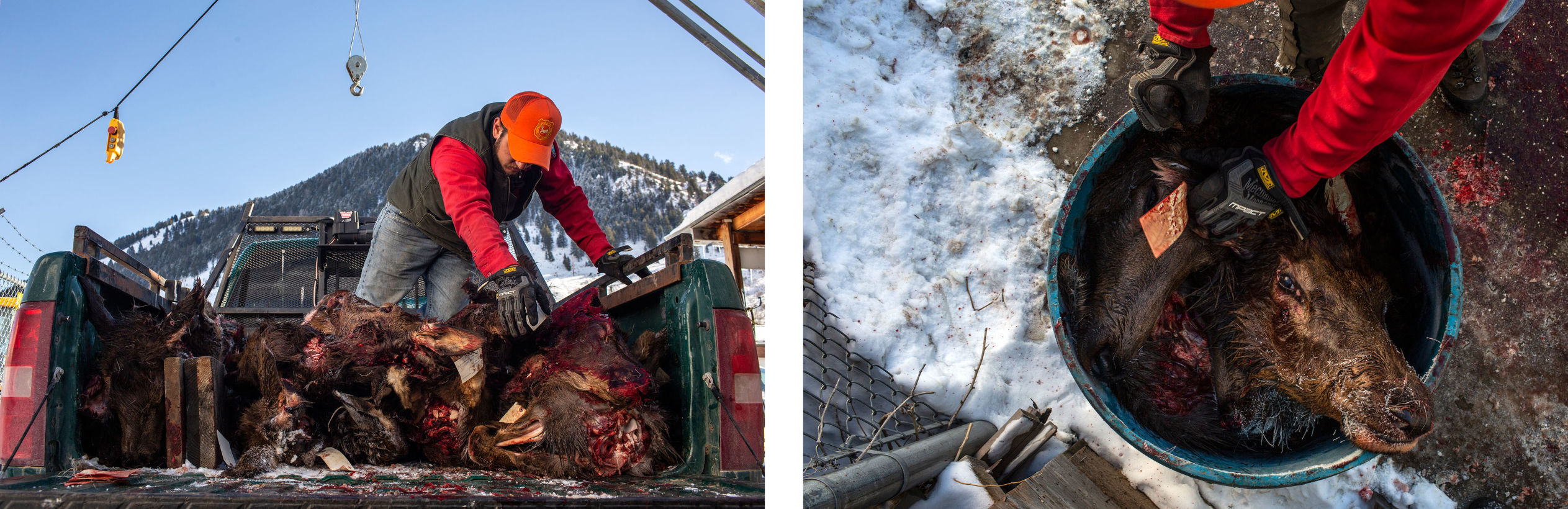 CWD reaches Jackson Hole elk